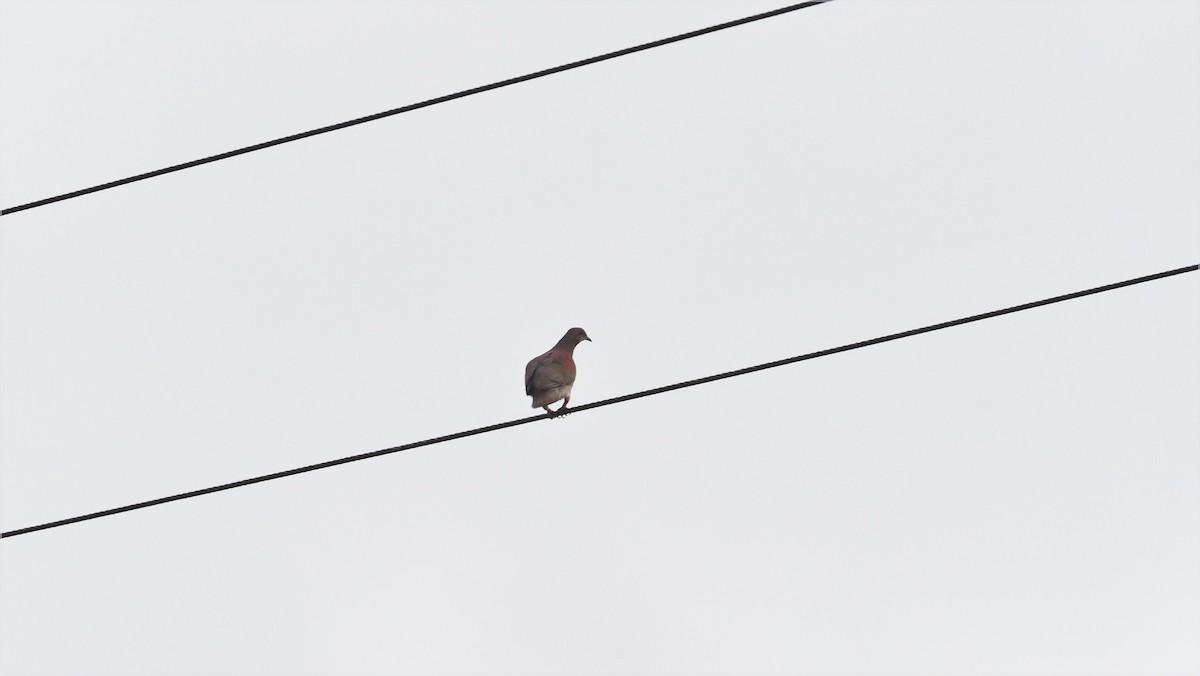 Pigeon à bec rouge - ML118130051