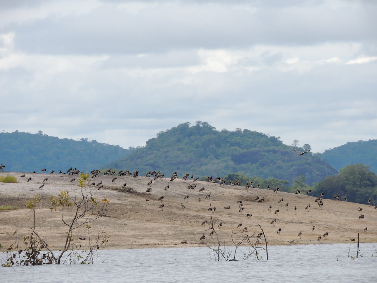 Southern Lapwing - ML118131191