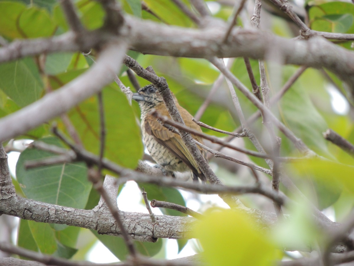 Orinoco Piculet - ML118133591