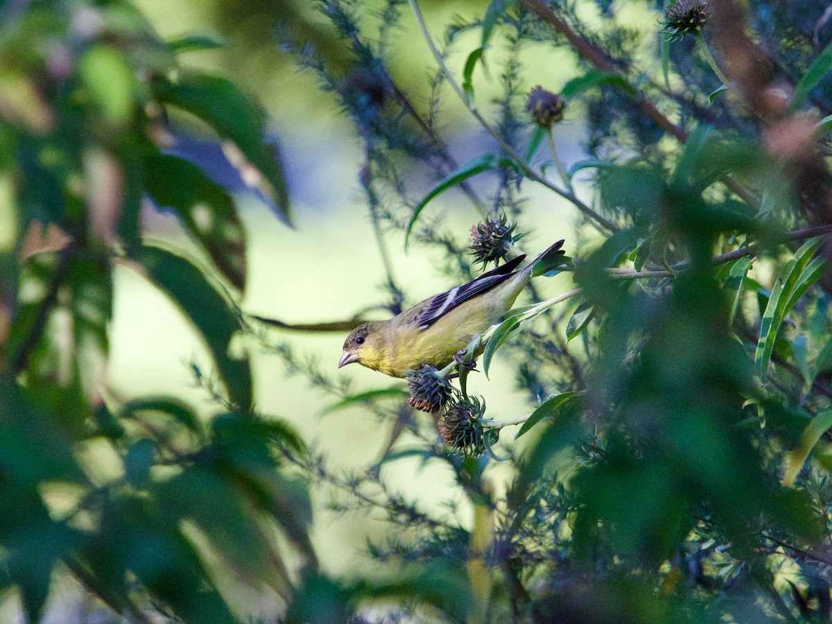 Lesser Goldfinch - ML118134001