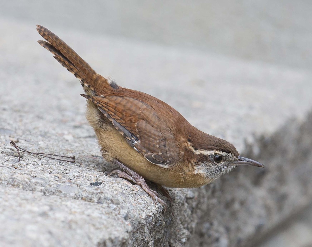 Carolina Wren - ML118135061