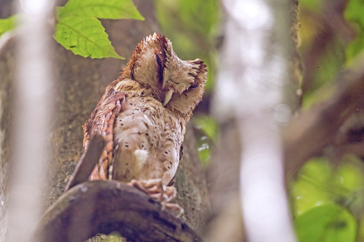 Sri Lanka Bay-Owl - Yogish Holla