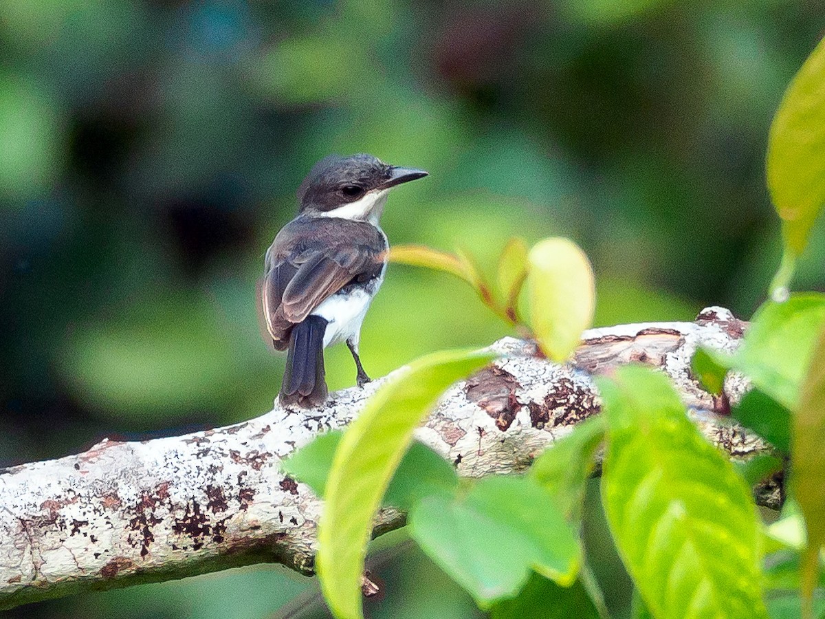 Black-winged Flycatcher-shrike - ML118138561