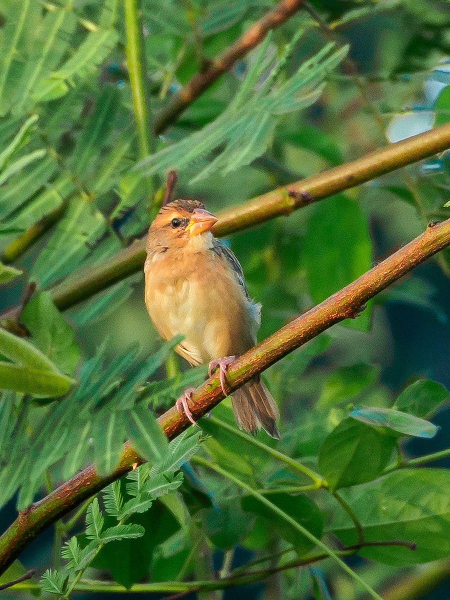 Baya Weaver - ML118138651