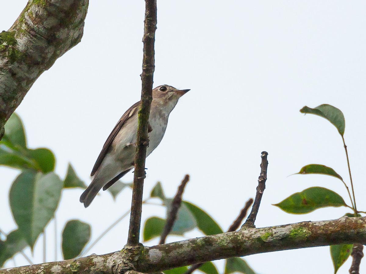 Asian Brown Flycatcher - ML118138781