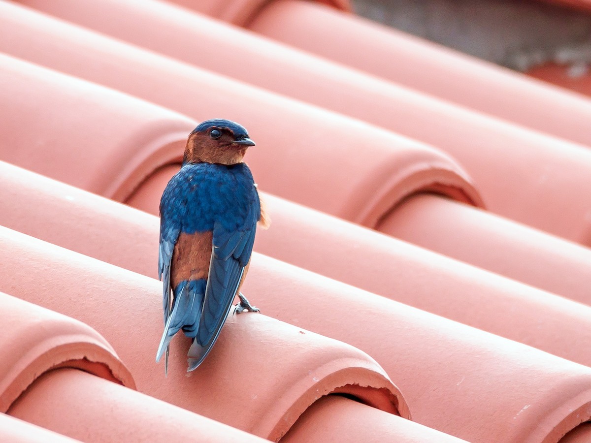 Rufous-bellied Swallow - ML118138851