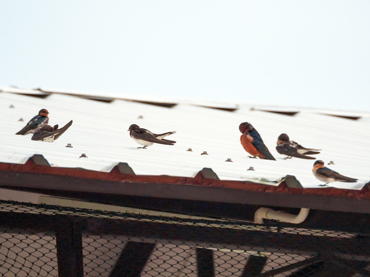 Barn Swallow - ML118138861