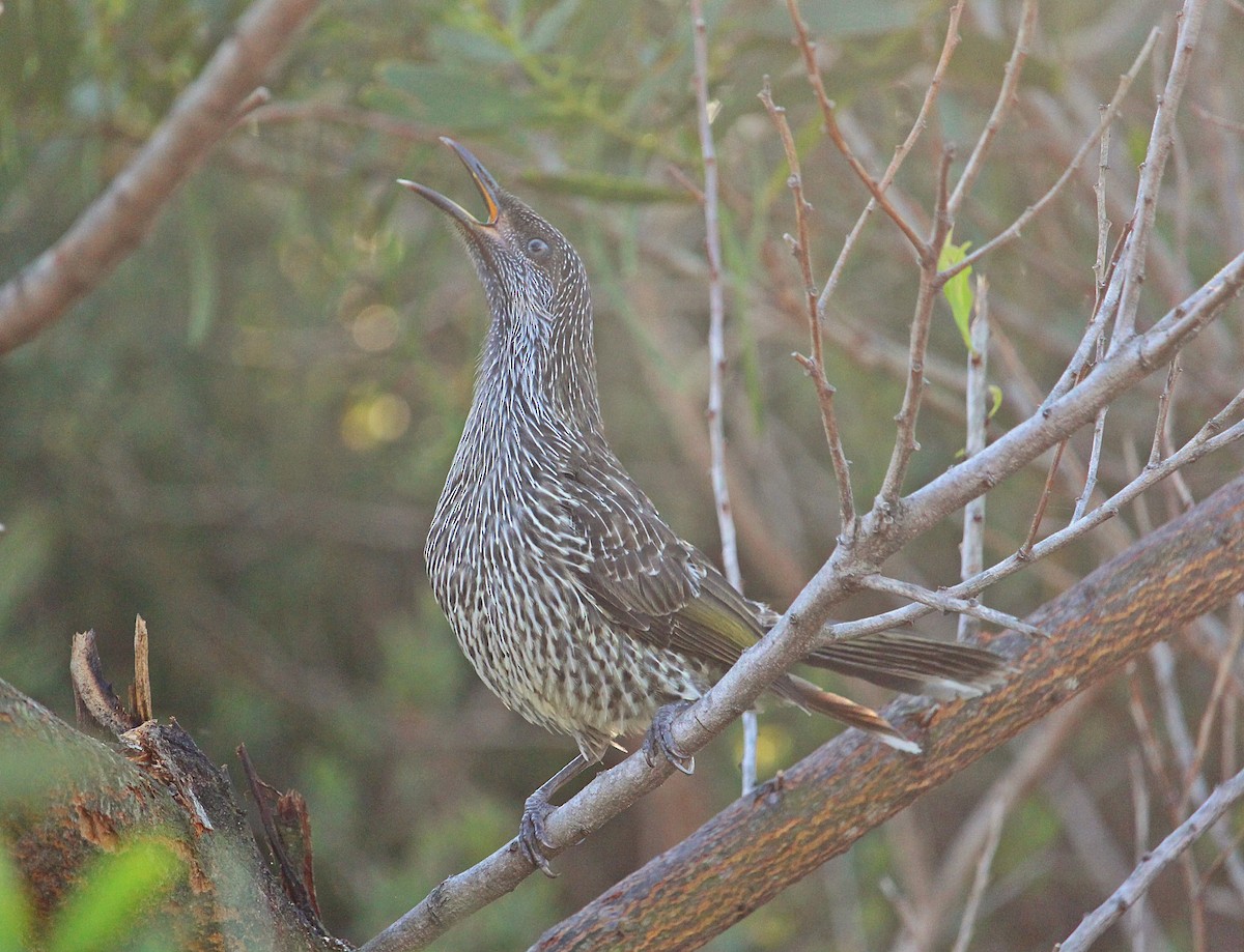 Little Wattlebird - ML118139571