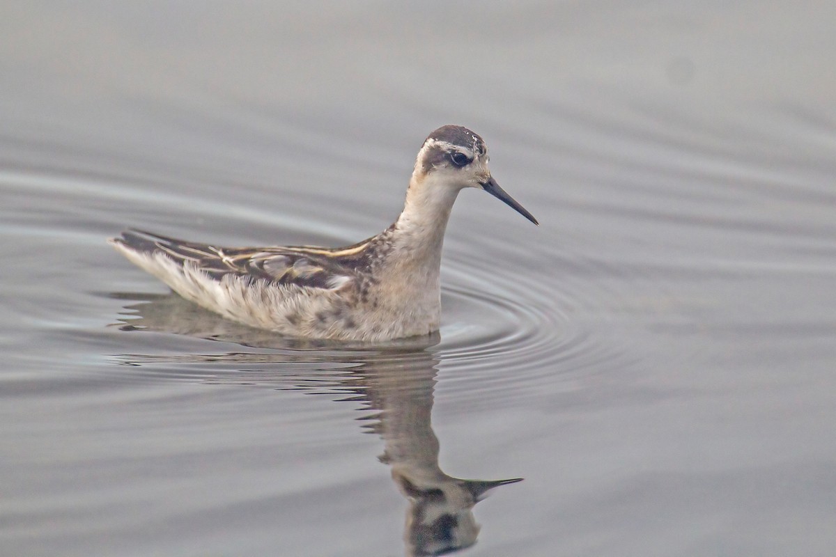 Red-necked Phalarope - Yogish Holla