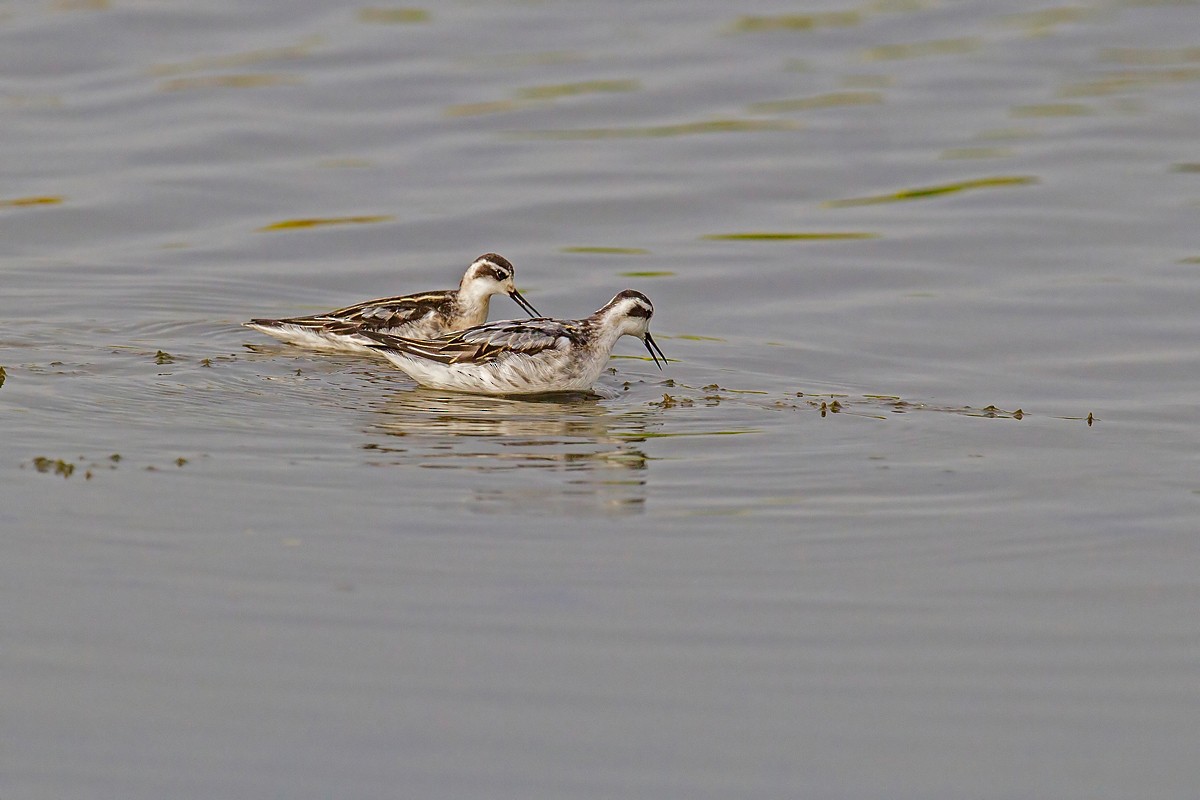 Red-necked Phalarope - ML118139841