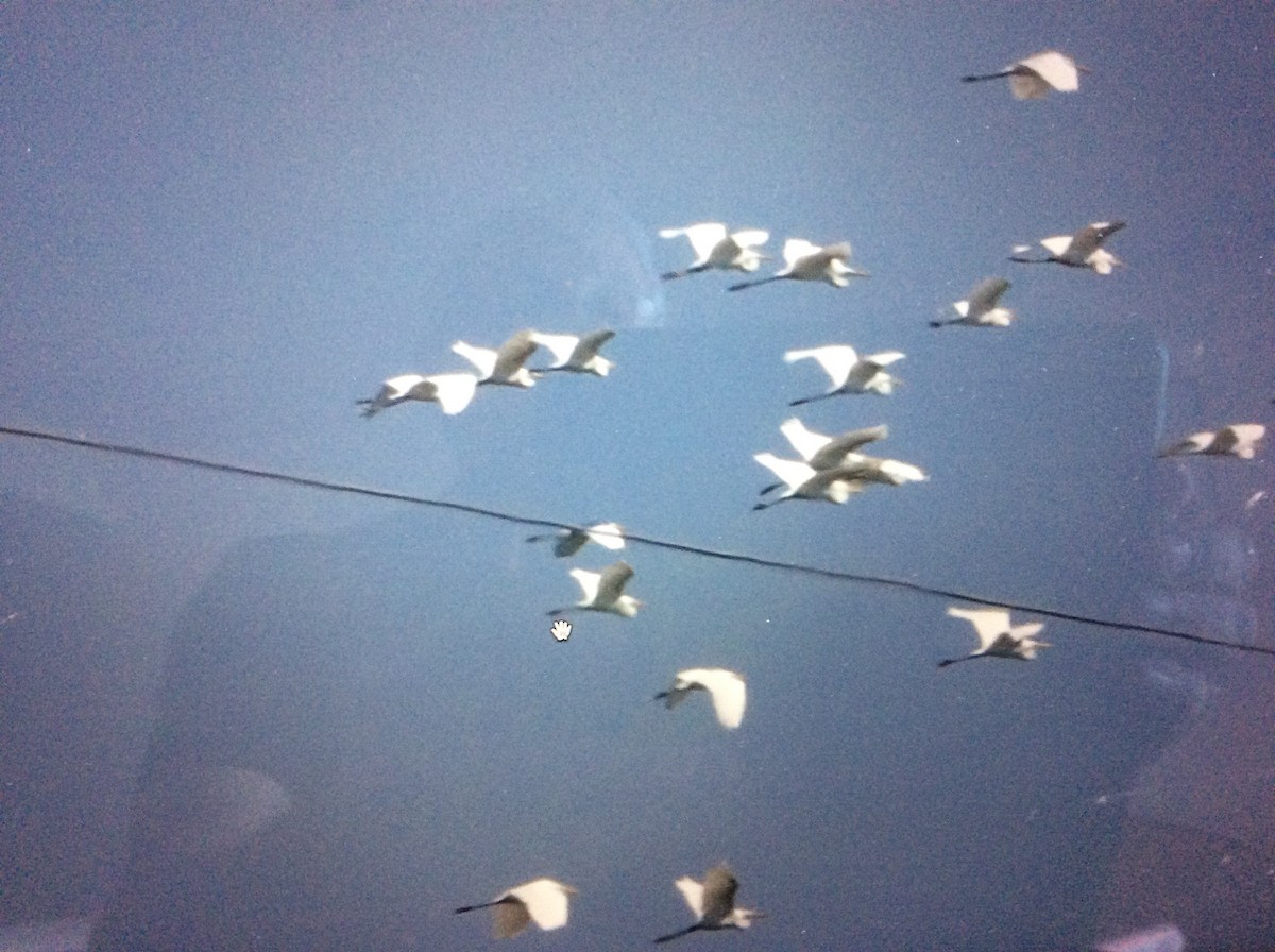 Medium Egret - ML118140741