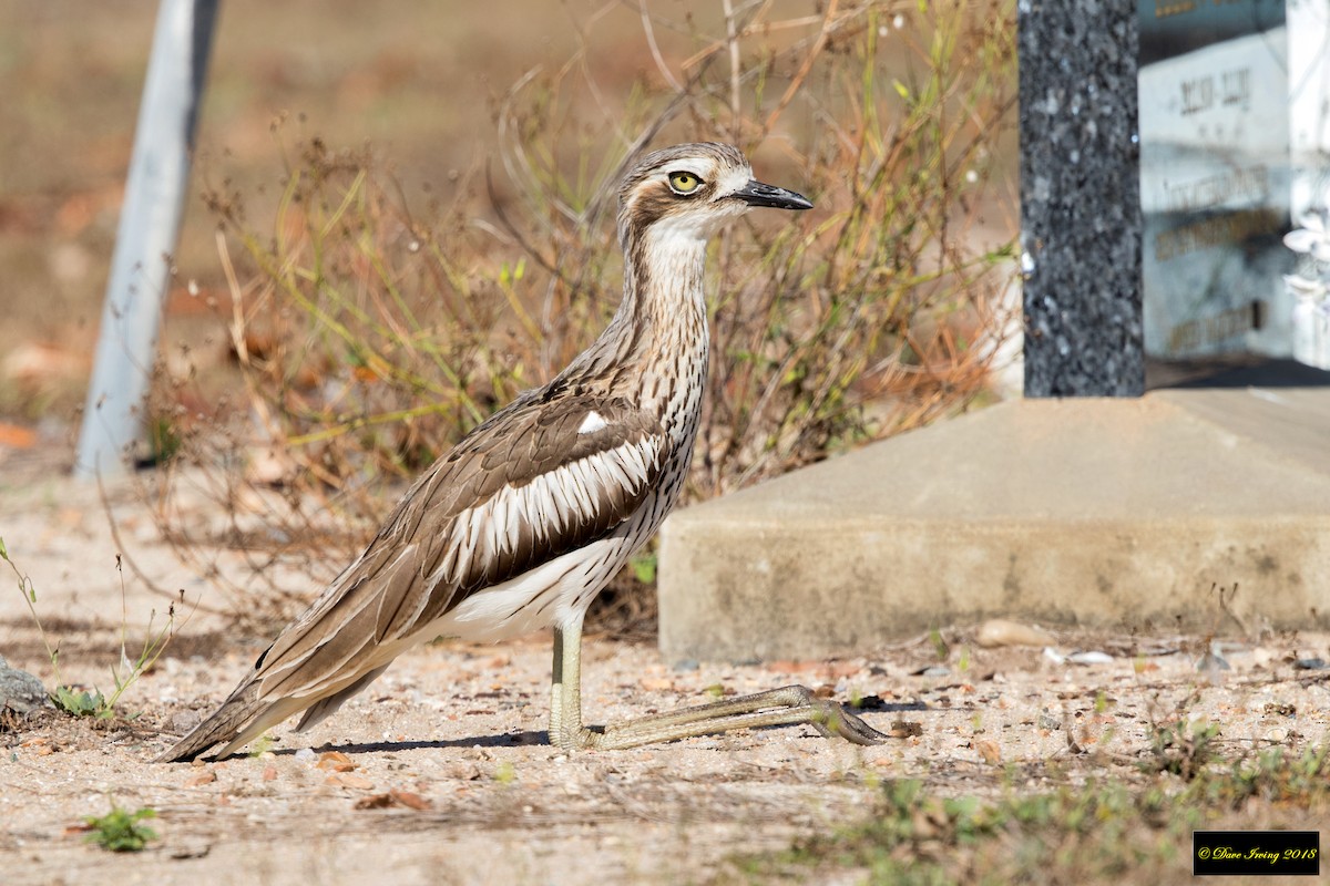 Bush Thick-knee - ML118140801