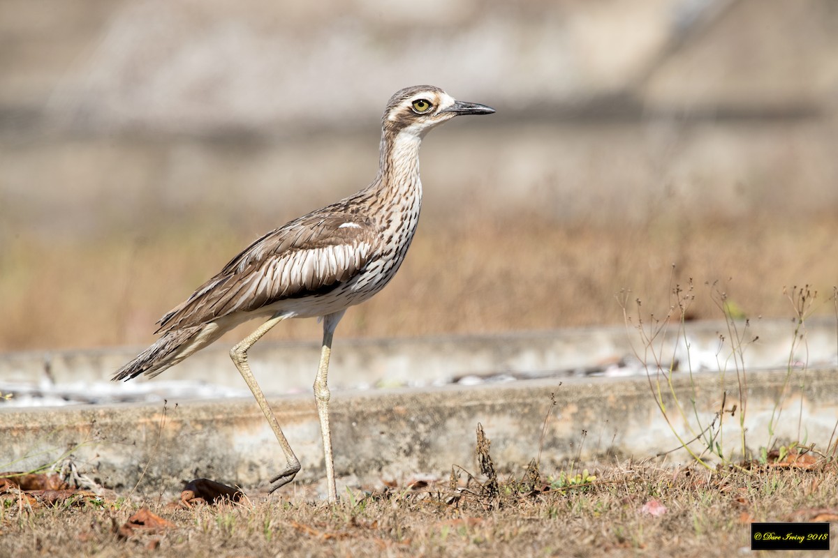 Bush Thick-knee - David Irving