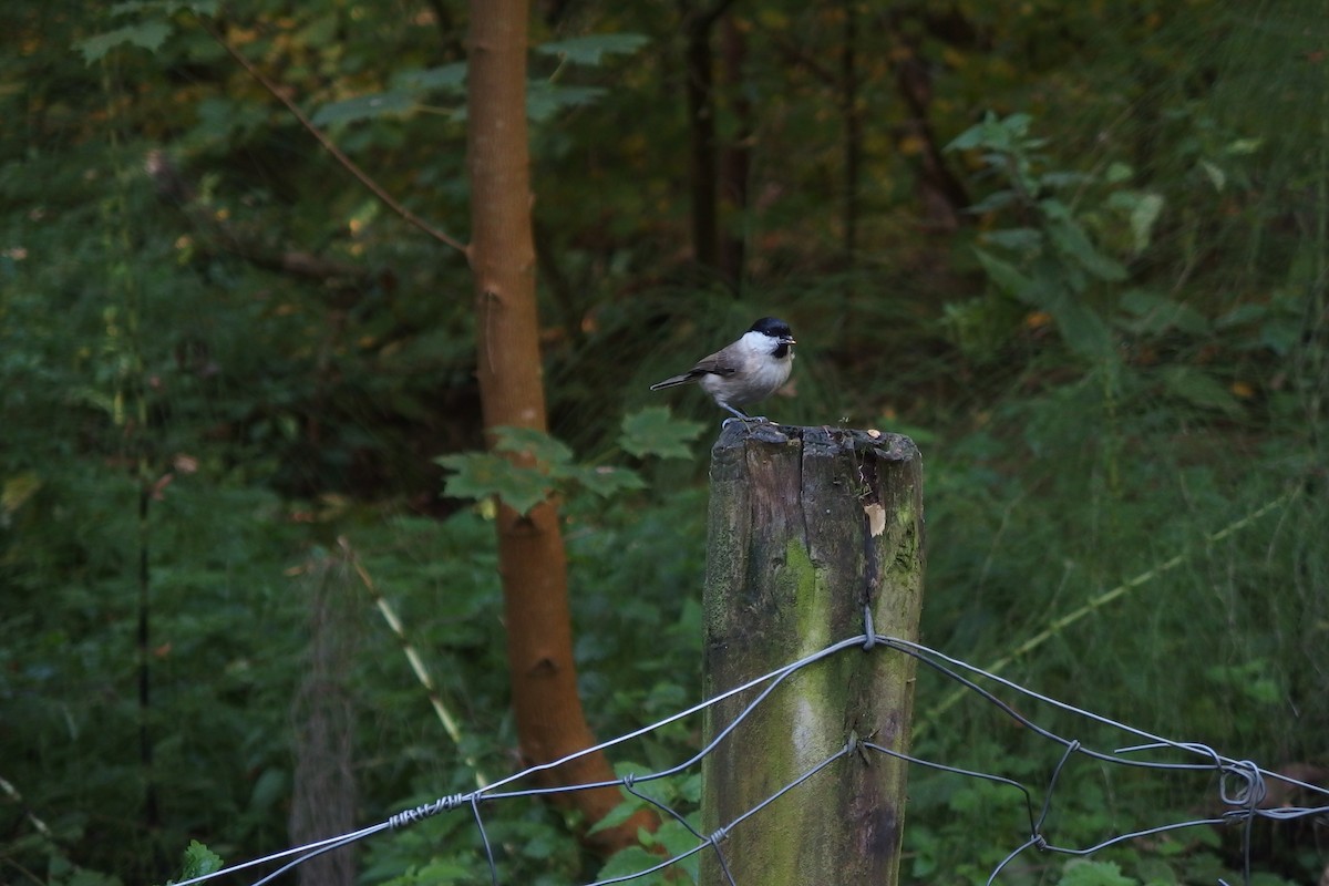 Marsh Tit - João Brito