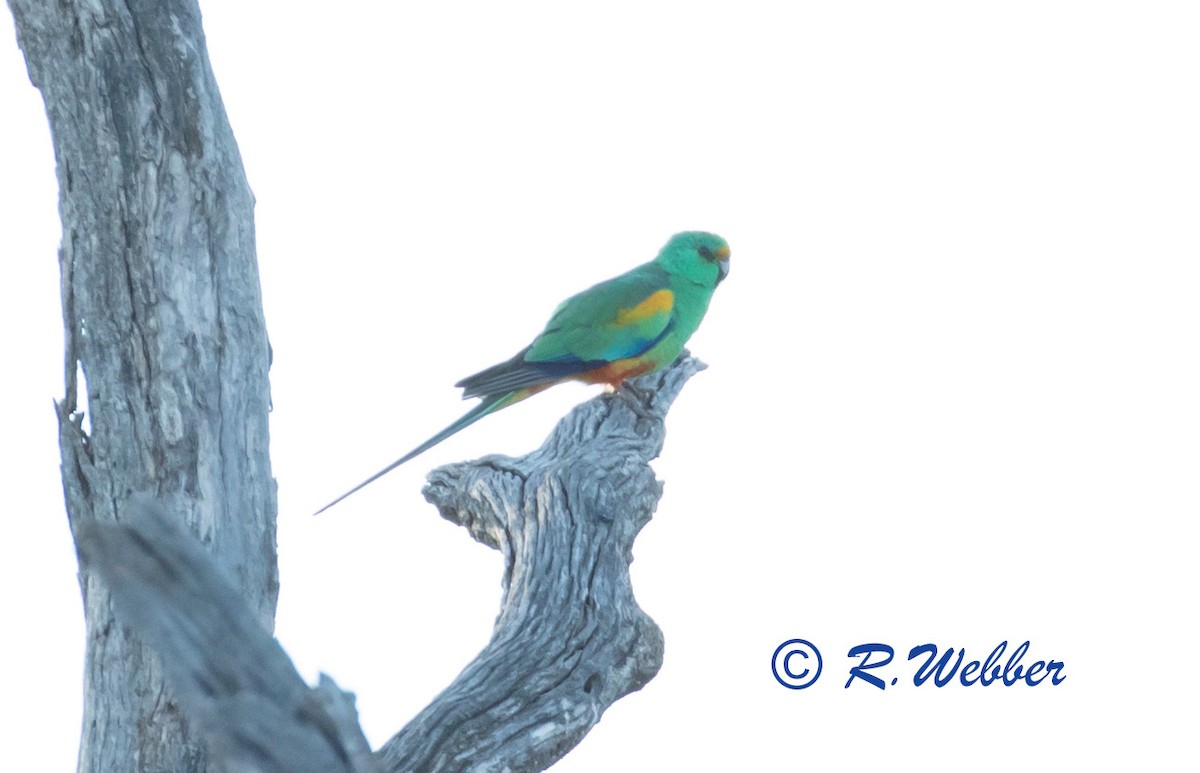Mulga Parrot - ML118144111