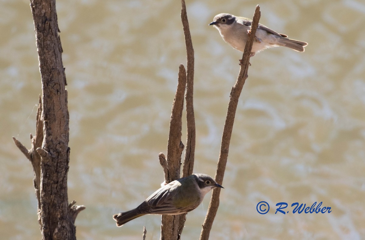 Brown-headed Honeyeater - ML118144121
