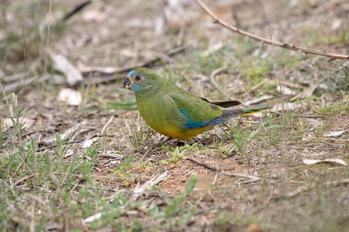 Turquoise Parrot - ML118144391