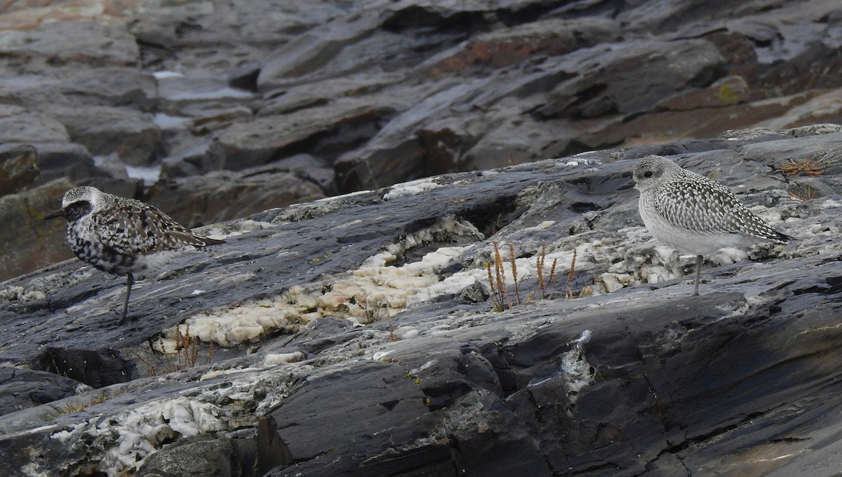 Black-bellied Plover - ML118144861