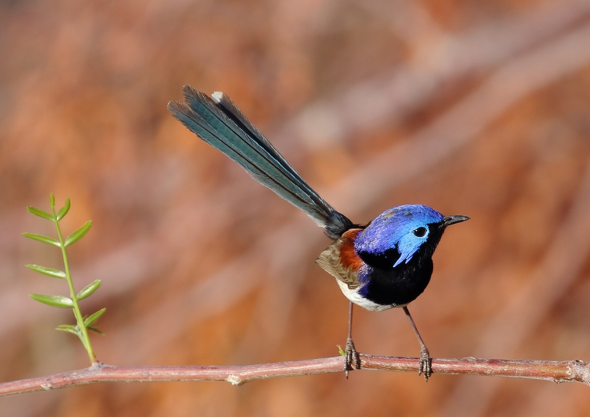 Purple-backed Fairywren - Michael Rutkowski