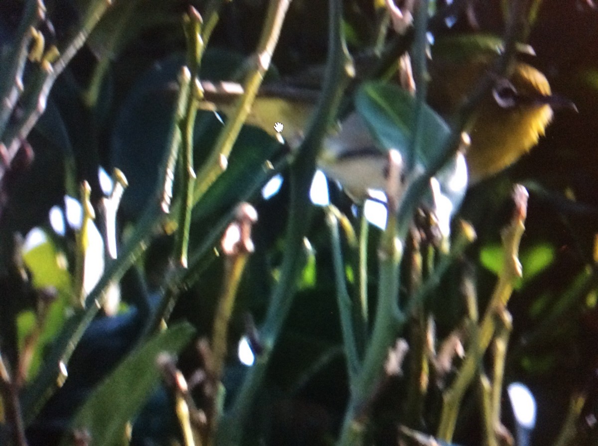 Warbling White-eye - ML118145371