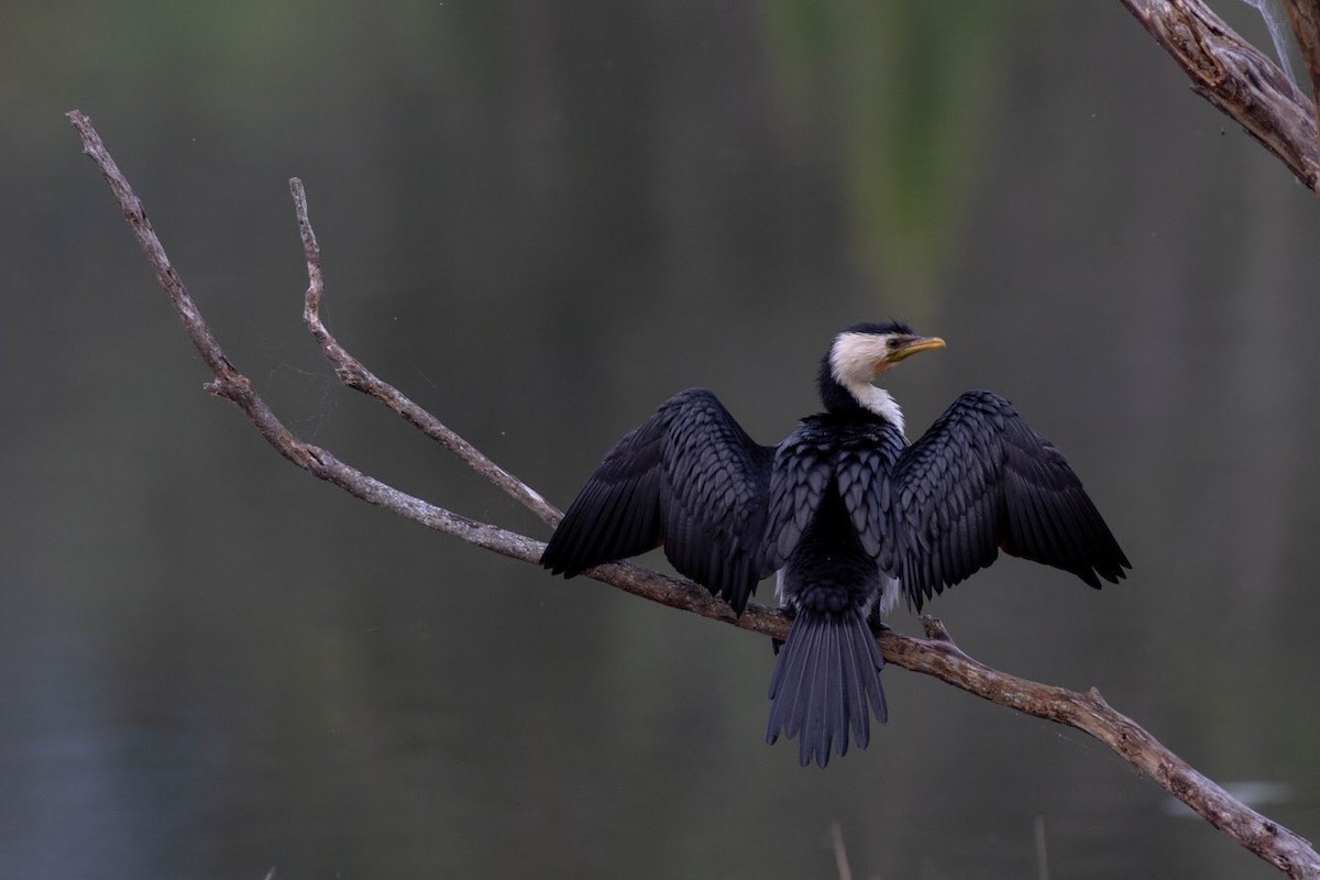 Cormorán Piquicorto - ML118145541