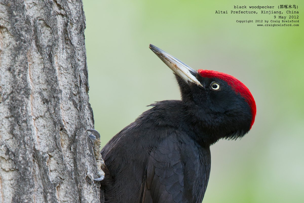 Black Woodpecker - Craig Brelsford