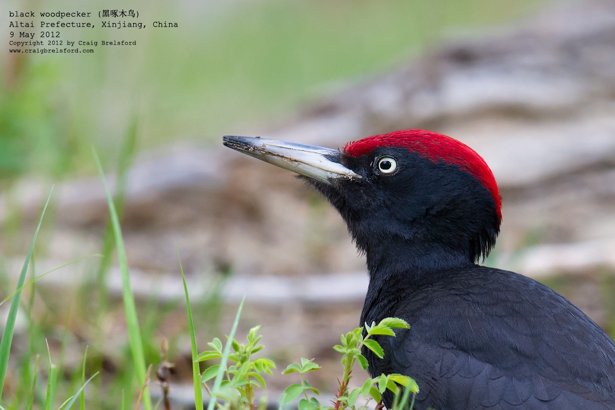 Black Woodpecker - Craig Brelsford