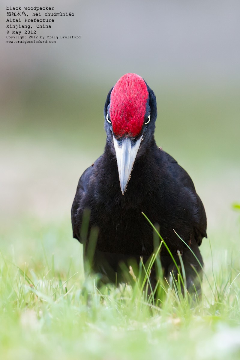 Black Woodpecker - ML118146021