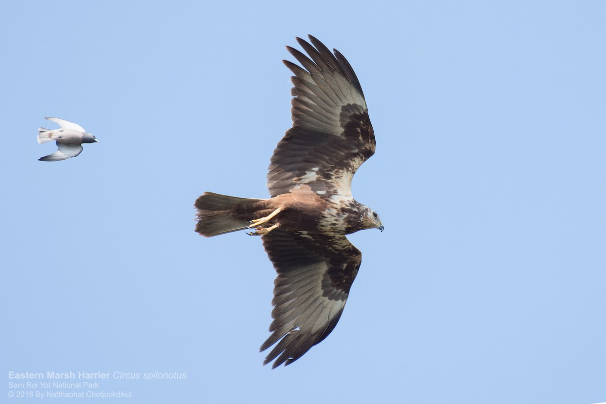 Eastern Marsh Harrier - ML118146231