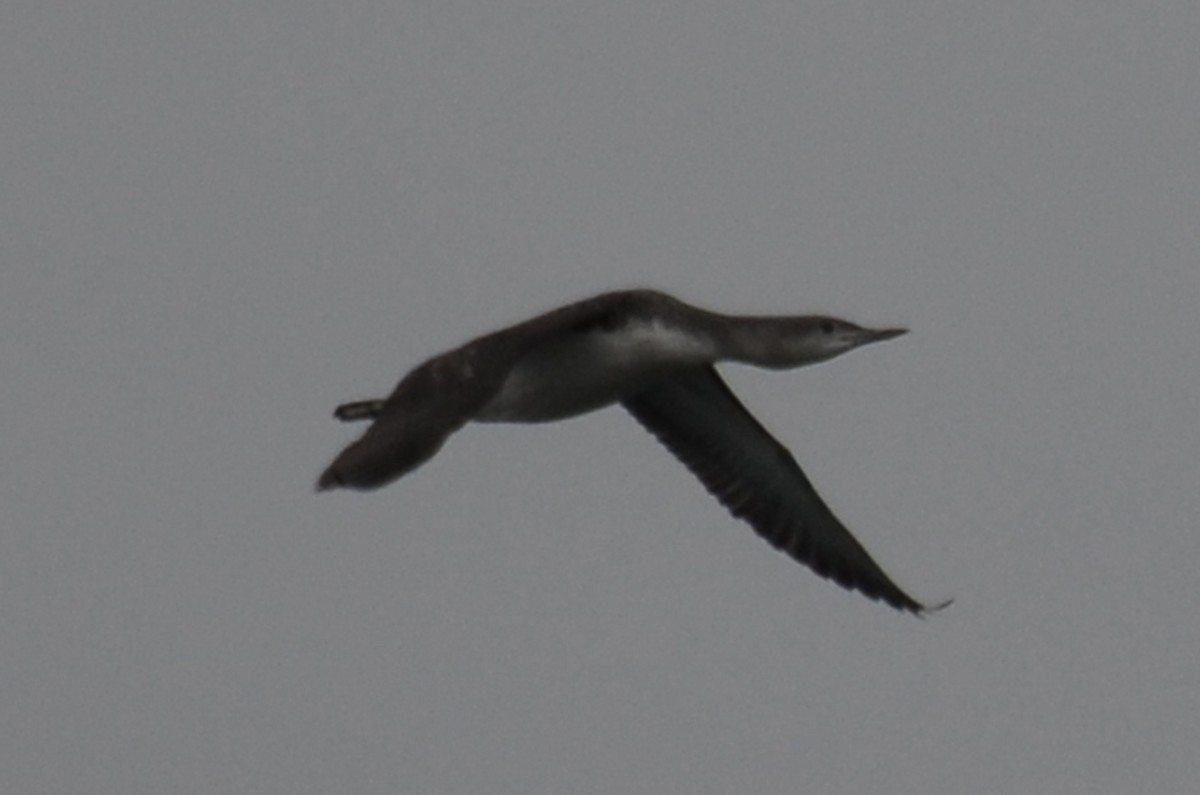 Red-throated Loon - ML118147911