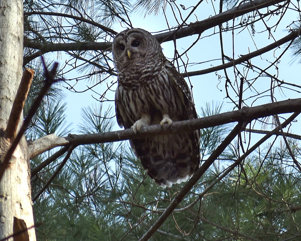 Barred Owl - ML118148931