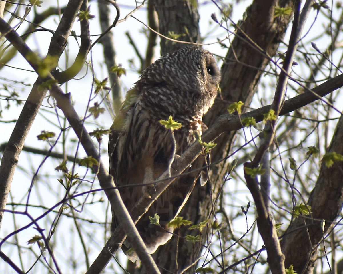 Barred Owl - ML118149071