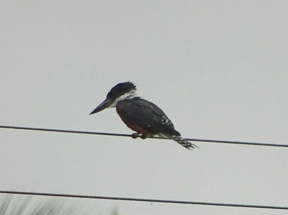 Martin-pêcheur à ventre roux - ML118149431