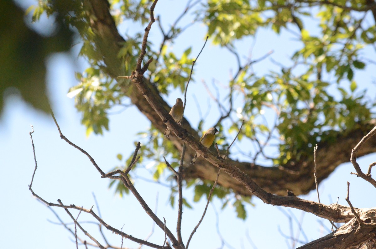 Lawrence's Goldfinch - ML118150201