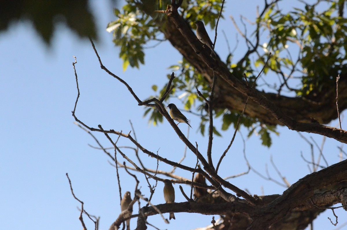 Lawrence's Goldfinch - ML118150231