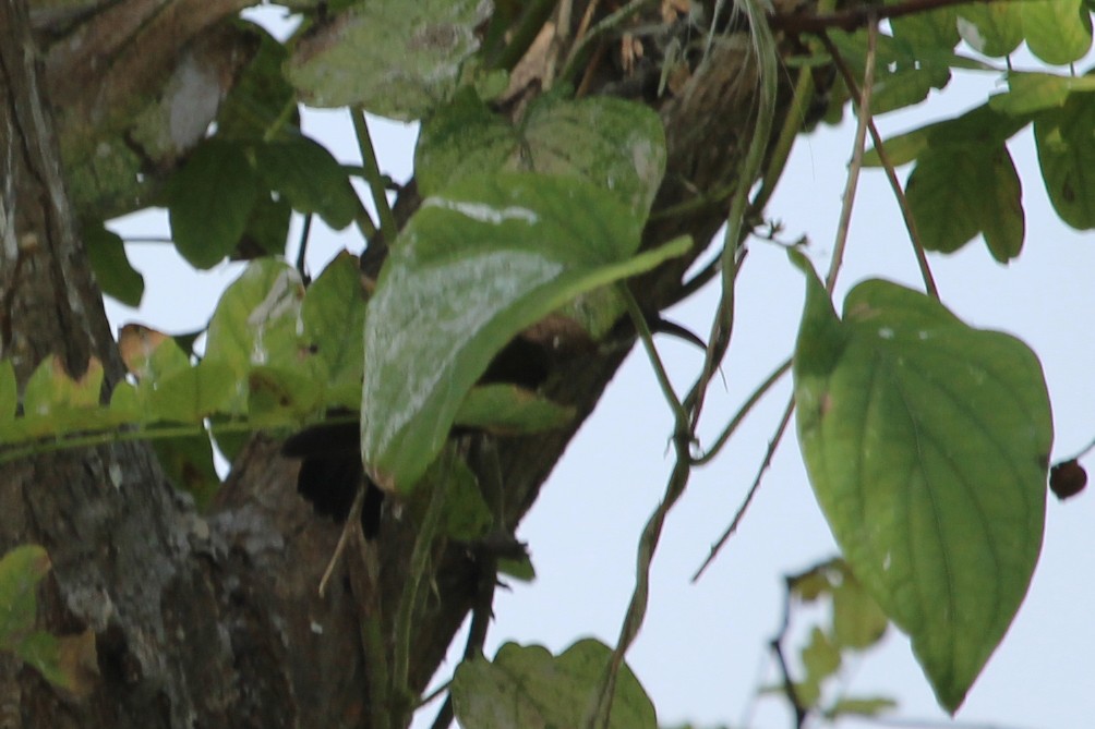 Fork-tailed Sunbird (Fork-tailed) - ML118150981