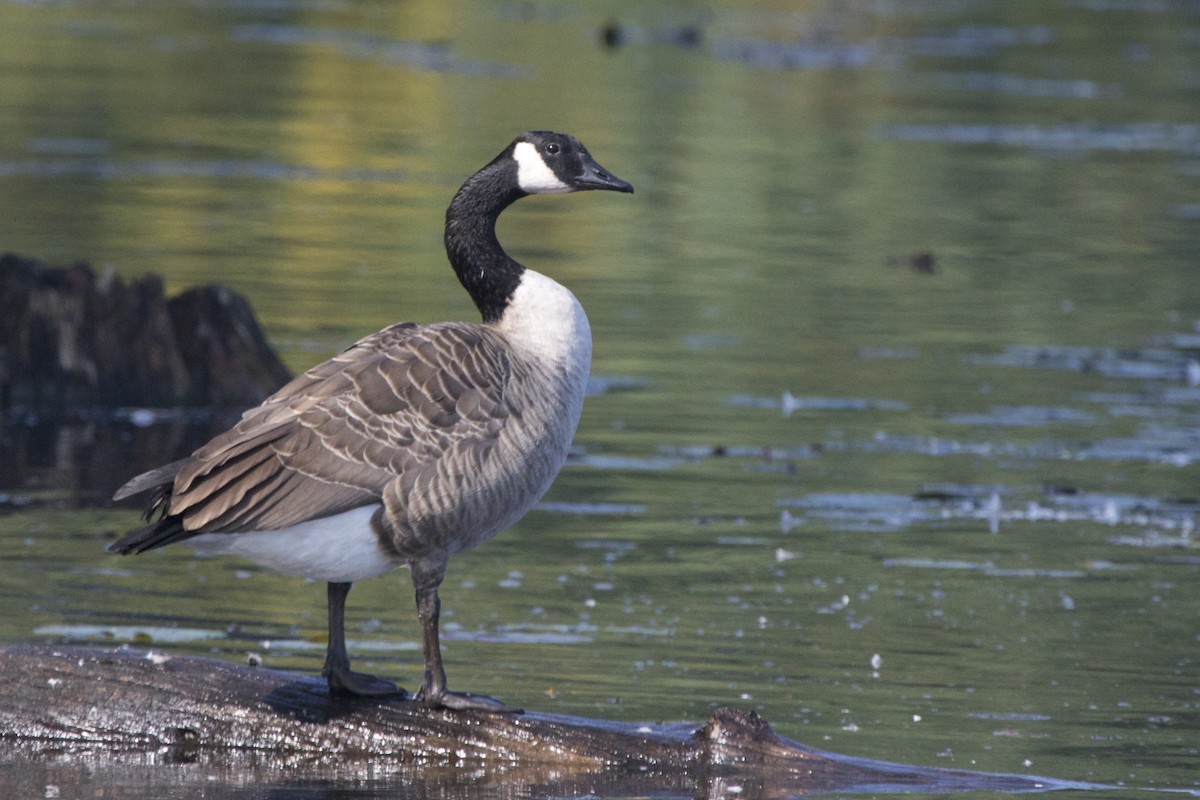 Canada Goose - Michael Bowen