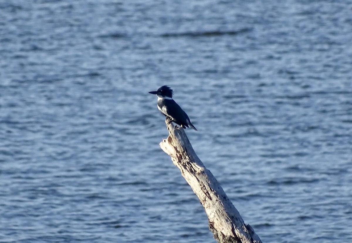 Belted Kingfisher - ML118153201