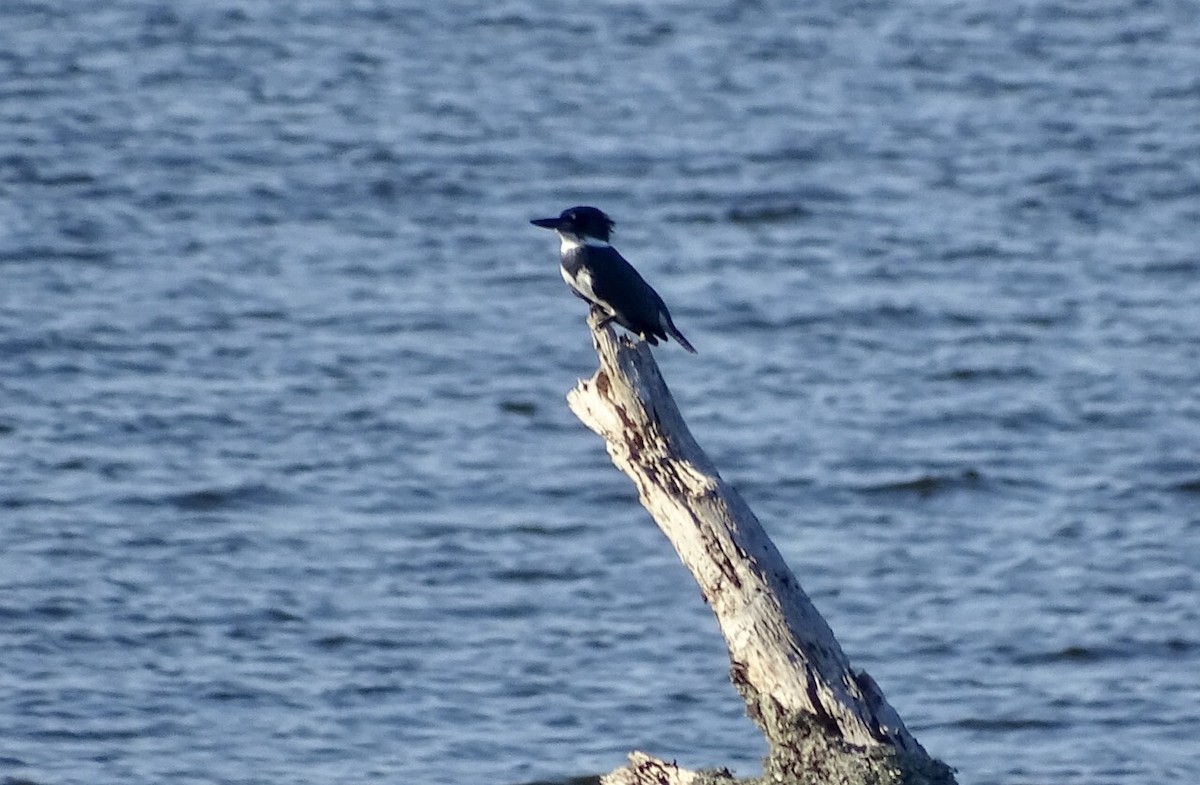 Belted Kingfisher - ML118153221