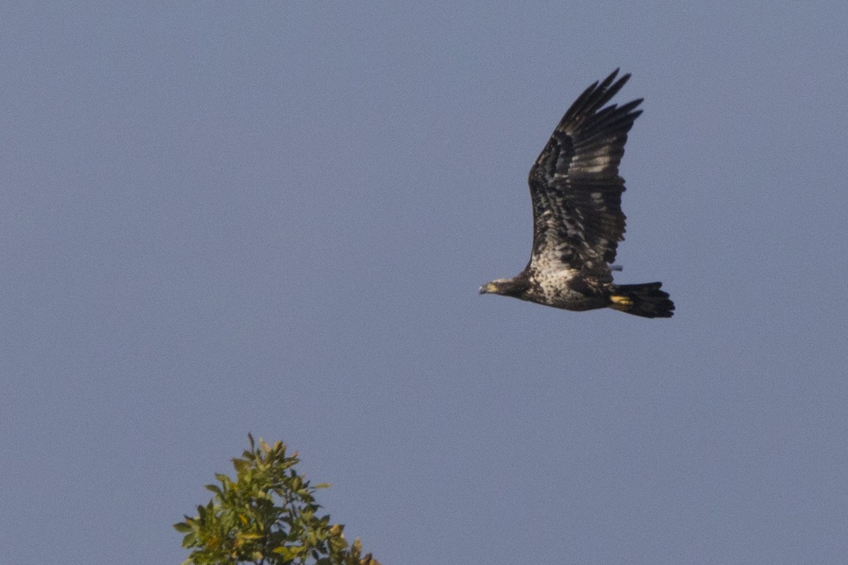 Bald Eagle - Michael Bowen