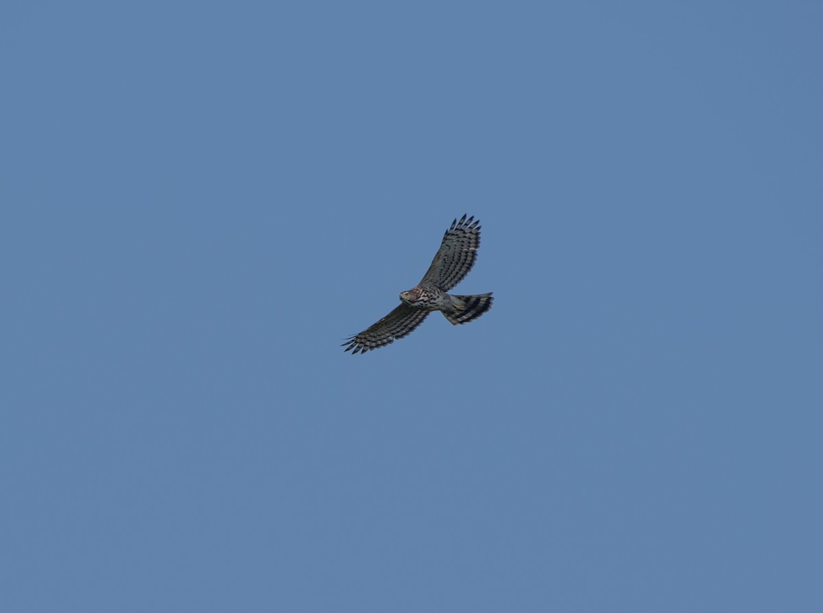 Crested Goshawk - jimmy Yao