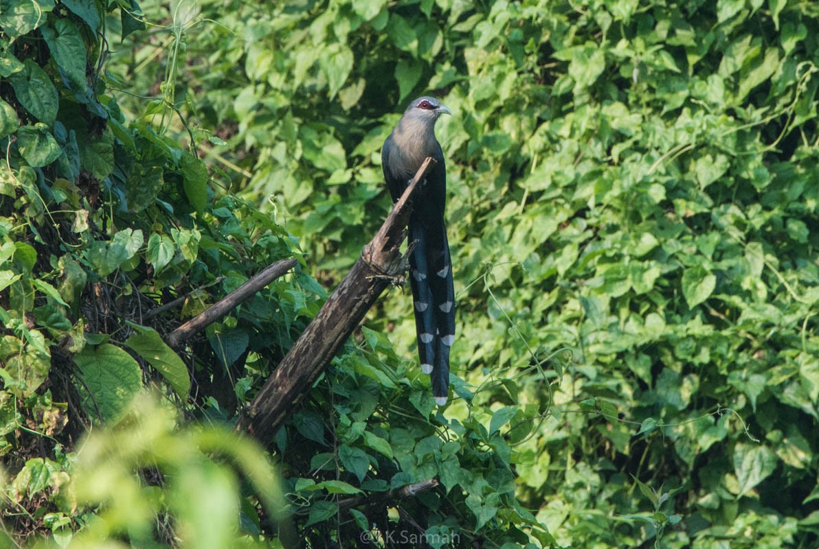 Green-billed Malkoha - ML118155221