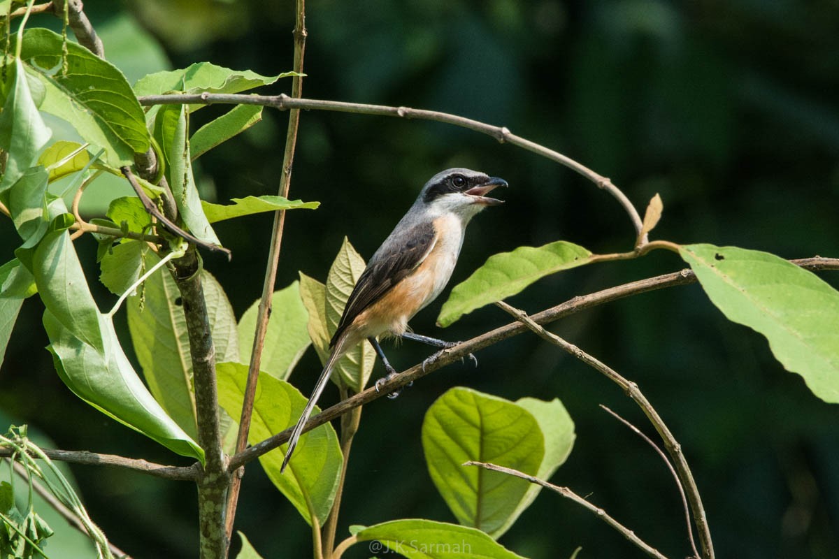 Gray-backed Shrike - ML118156461