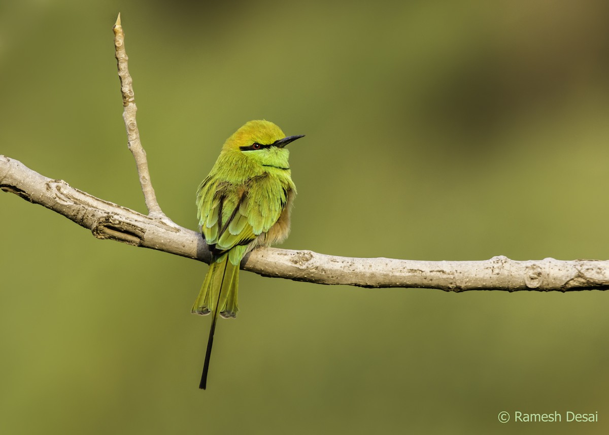 Asian Green Bee-eater - ML118156651