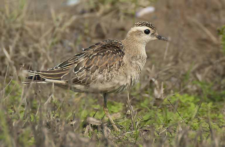 Eurasian Dotterel - Babis Tsilianidis