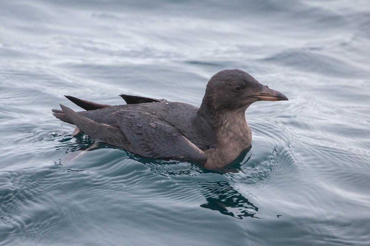 Rhinoceros Auklet - ML118157451