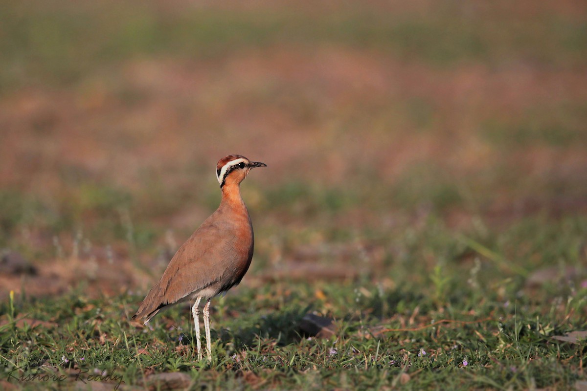Indian Courser - ML118157481