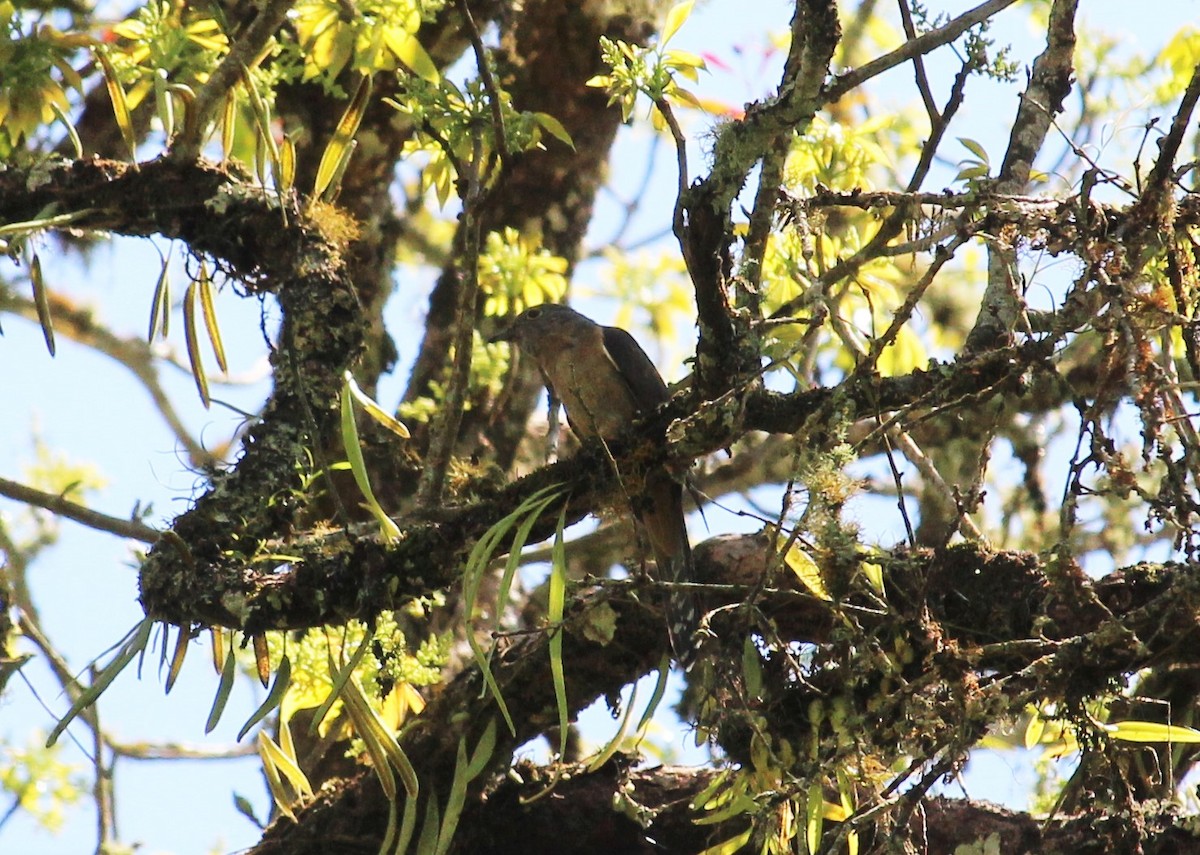 Brush Cuckoo (Sunda) - ML118157701