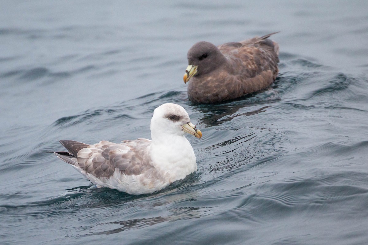 Northern Fulmar - ML118157821