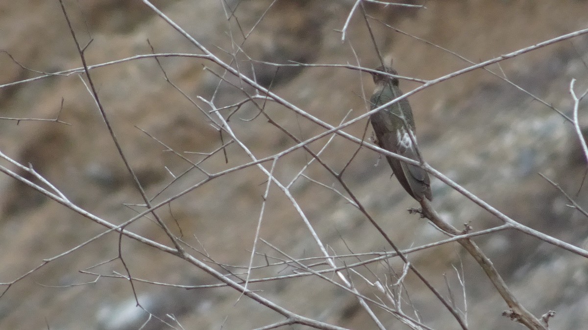Giant Hummingbird - Raul Ibaceta Ziede